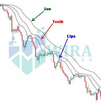 cara penggunaan aligator indicator di forex